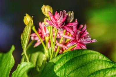 Close-up of pink flowering plant