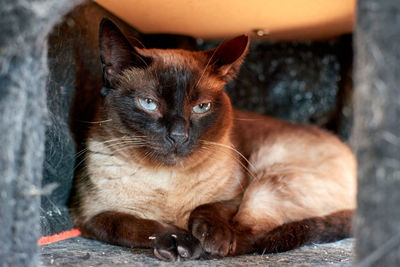 Close-up portrait of cat relaxing outdoors