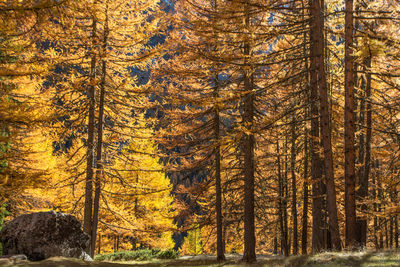 Pine trees in forest during autumn