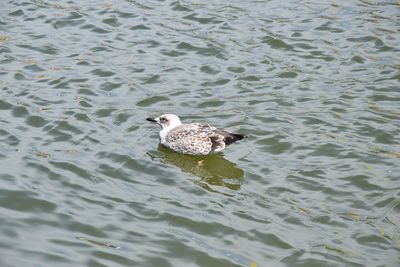 High angle view of seagull in lake