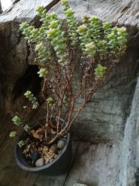 Close-up of fresh green leaves