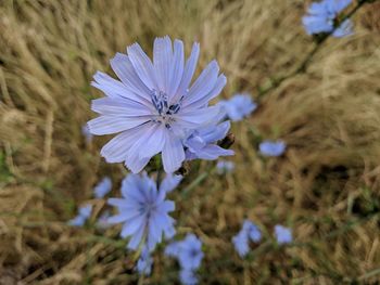 Close-up of purple flowering plant on field