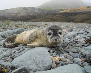 Seal pup resting on the shore