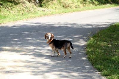 Side view of dog standing on street