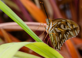 Close-up of insect on plant