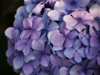 Close-up of purple hydrangea flowers