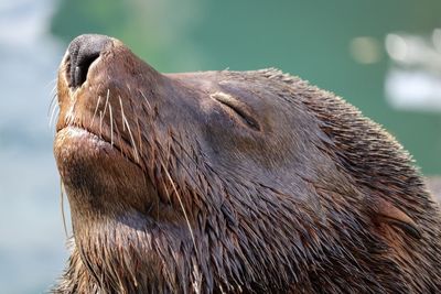 Close-up of animal head