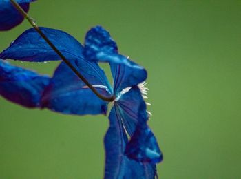 Close-up of blue flower on green plant