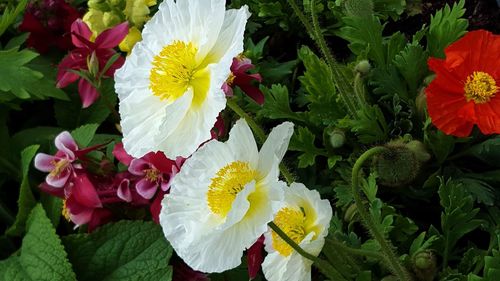 Close-up of flowers