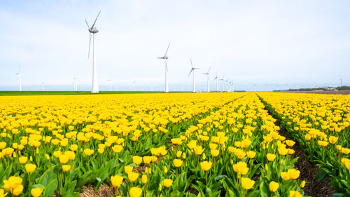 Scenic view of oilseed rape field against sky