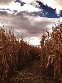 Plants growing on field against sky
