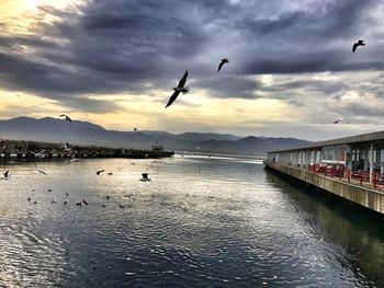 Birds flying over sea against sky