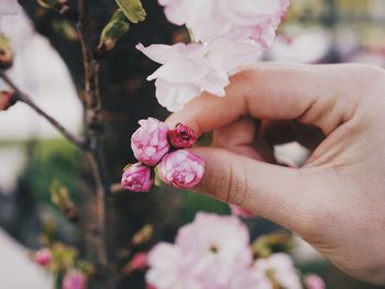 Close-up of hand holding pink flowering plant