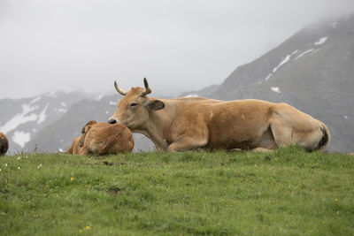 Cows in a field