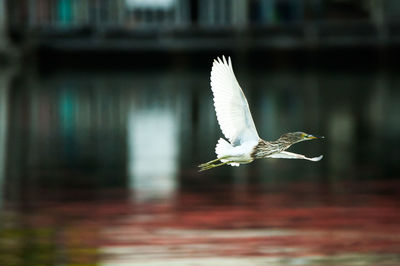 White bird flying