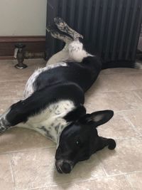 Black dog lying on floor at home