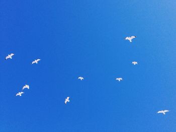 Low angle view of bird flying against blue sky