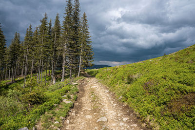 Road amidst trees against sky