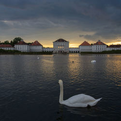 Swan swimming in lake against sky during sunset