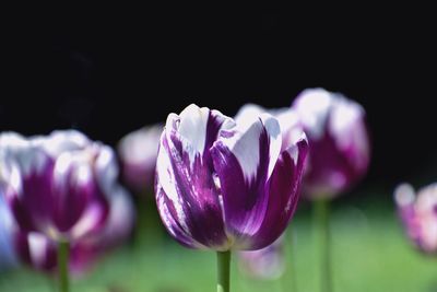 Close-up of pink flower blooming