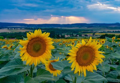 Close-up of sunflower on field against sky