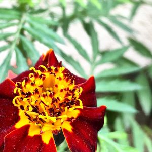 Close-up of red flowers