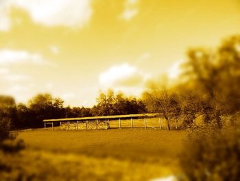 Trees on grassy field