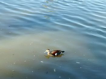 High angle view of duck swimming in lake