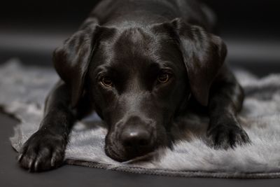 Close-up portrait of dog resting