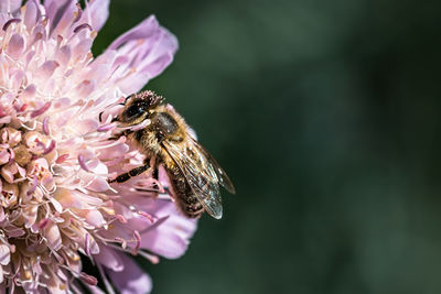 Close-up of bee pollinating on pink flower