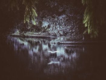 Reflection of trees in lake