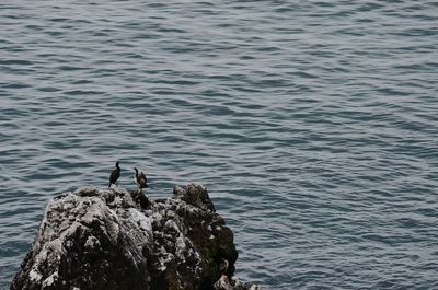 Birds perching on rock