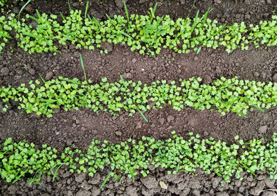 soil