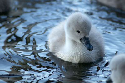 Swan floating on lake