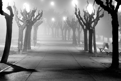 Trees on footpath by street in park