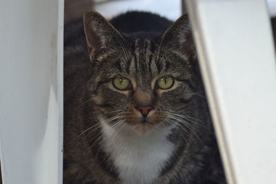 Close-up portrait of cat