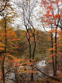 Trees in forest during autumn