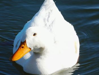 Close-up of swan swimming in lake