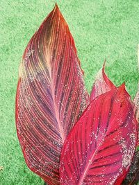 Close-up of red leaves