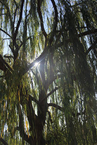 Low angle view of trees in forest