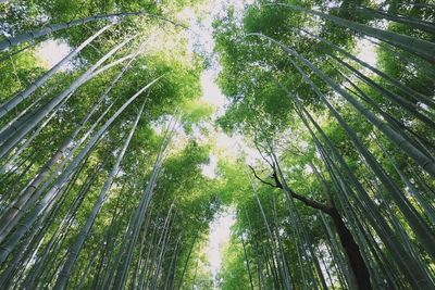 Low angle view of bamboo trees in forest