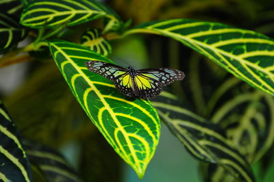 Close-up of butterfly perching on plant