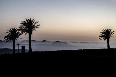 Silhouette of palm trees at sunset