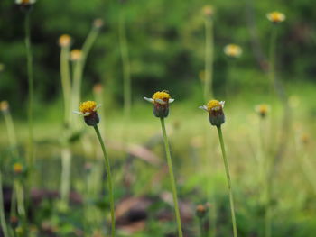 Close-up of yellow flowering plant on land