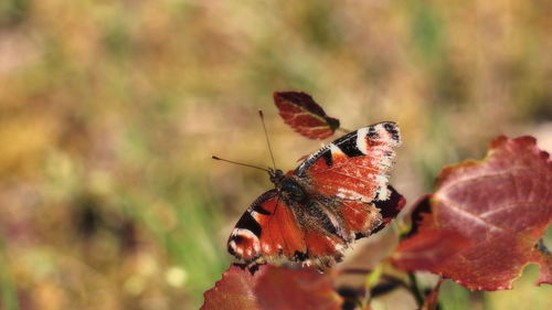 Close-up of butterfly on flower