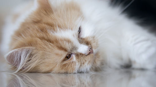 Close-up of cat sleeping