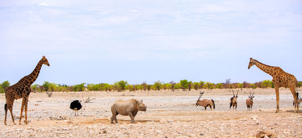 Panoramic image of two giraffe with a black rhino standing in the centre of the image