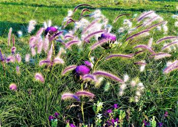 Purple flowering plants on field