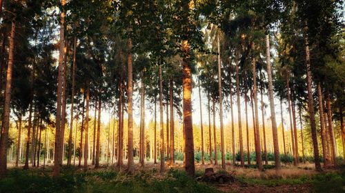 Pine trees in forest during autumn