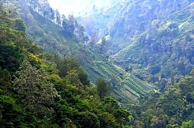 High angle view of trees in forest